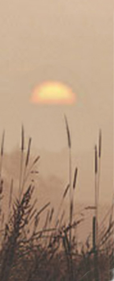 664 DLJ-334-BZ Harvest Sunset Bronze